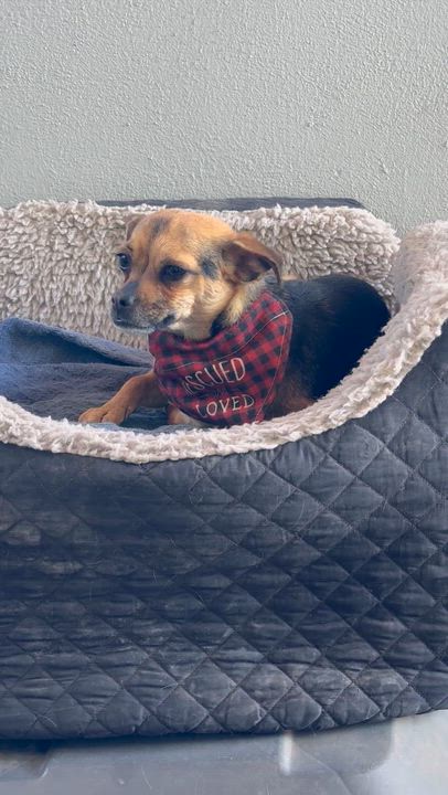 Enlarge BELA , an adopted mixed breed in Nogales, SON video 2/6