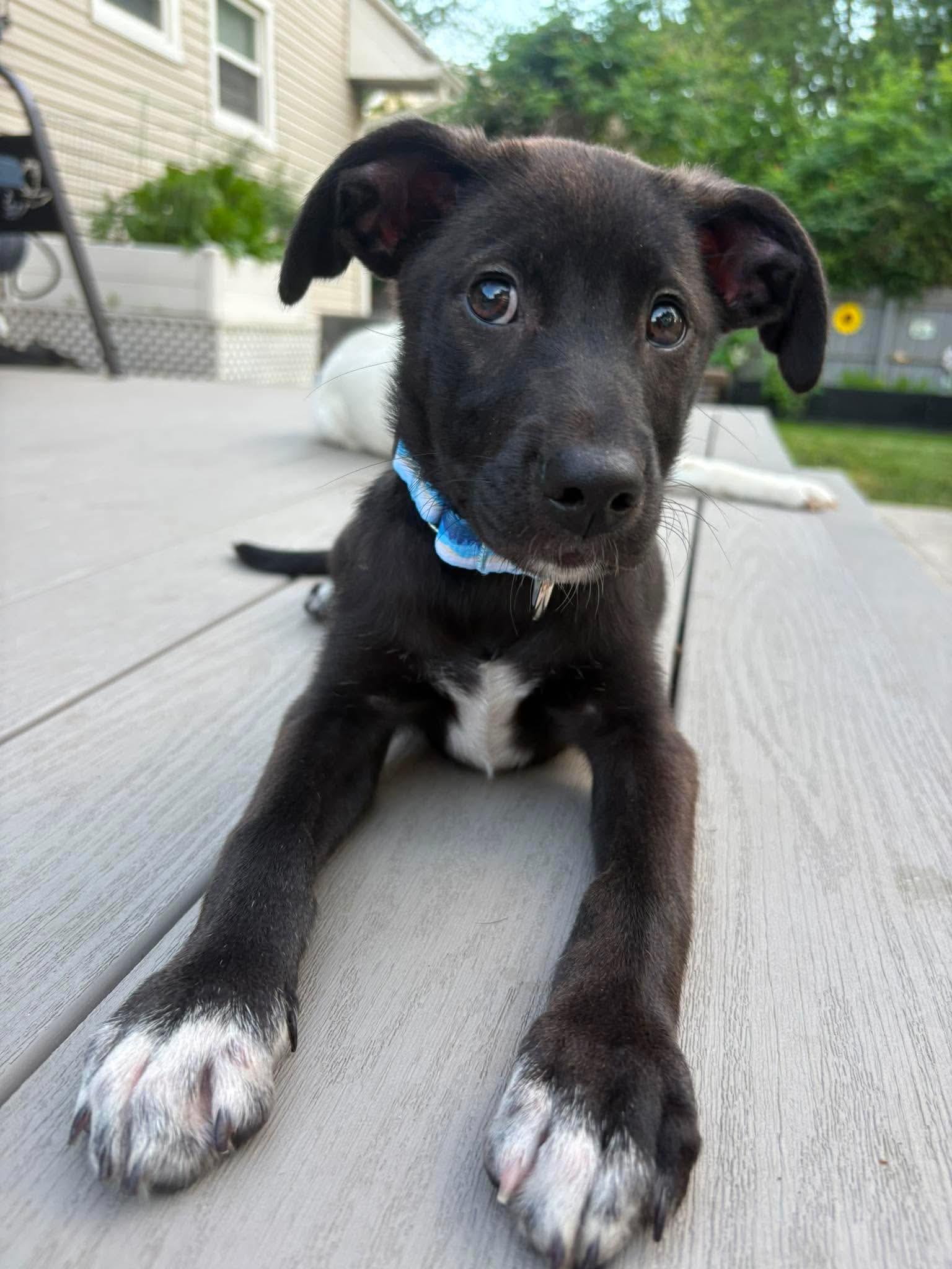 Claire, ADOPTABLE, Puppy Female Pit Bull Terrier.