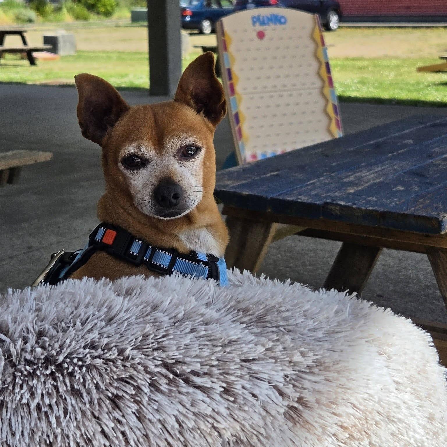 Enlarge David, an adopted Chihuahua in Long Beach, WA image 5/6
