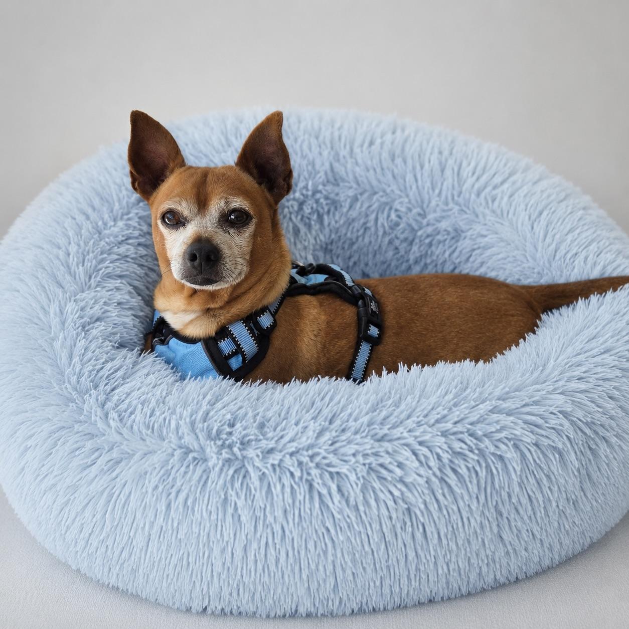 Enlarge David, an adopted Chihuahua in Long Beach, WA image 1/6
