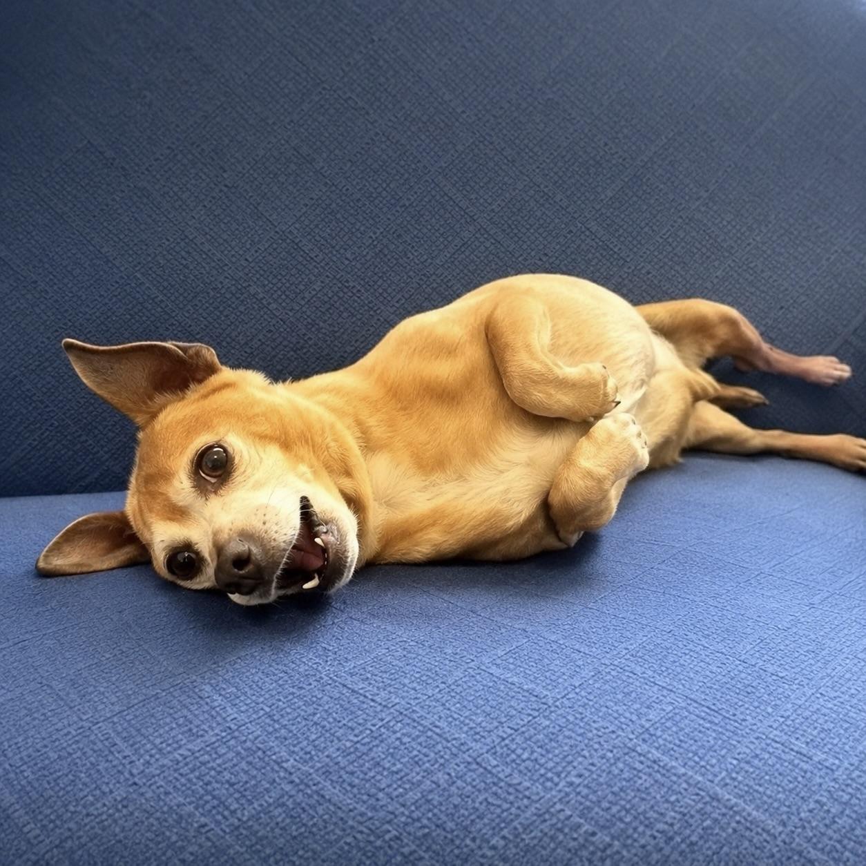 Enlarge David, an adopted Chihuahua in Long Beach, WA image 4/6