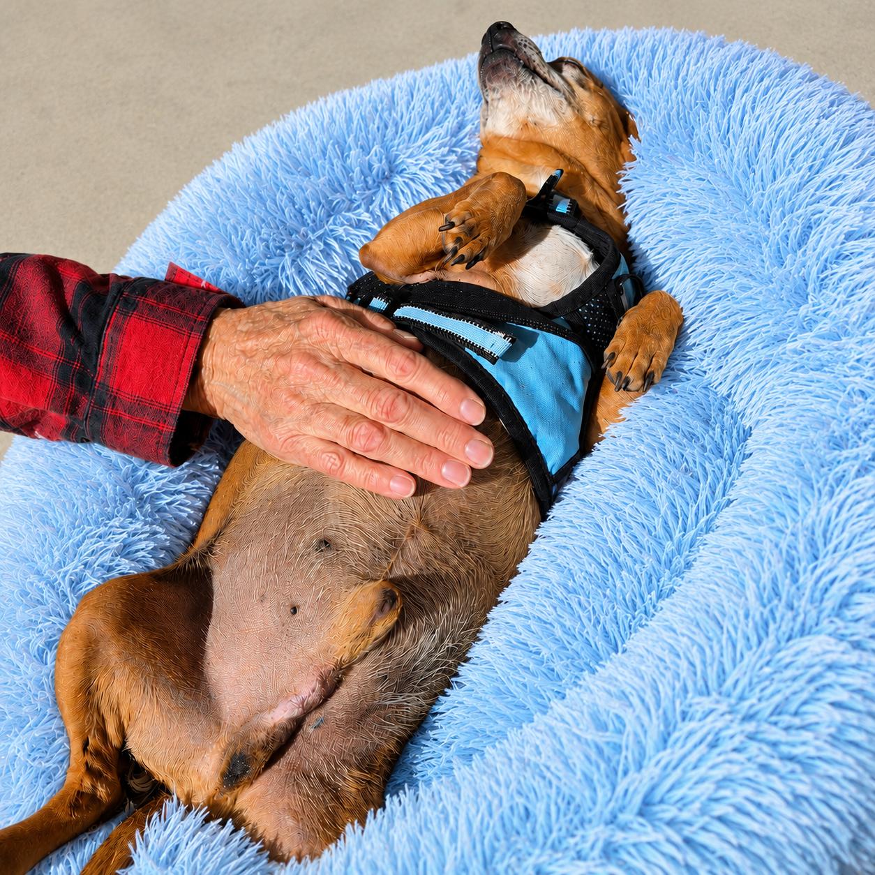 Enlarge David, an adopted Chihuahua in Long Beach, WA image 6/6