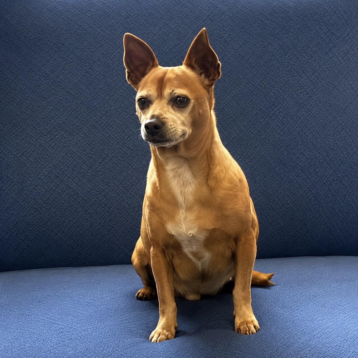 Enlarge David, an adopted Chihuahua in Long Beach, WA image 2/6