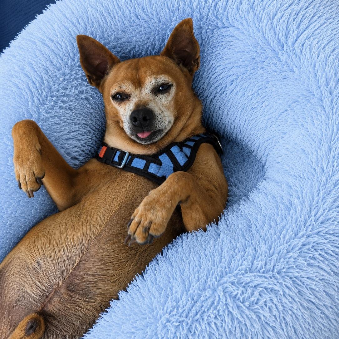 Enlarge David, an adopted Chihuahua in Long Beach, WA image 3/6