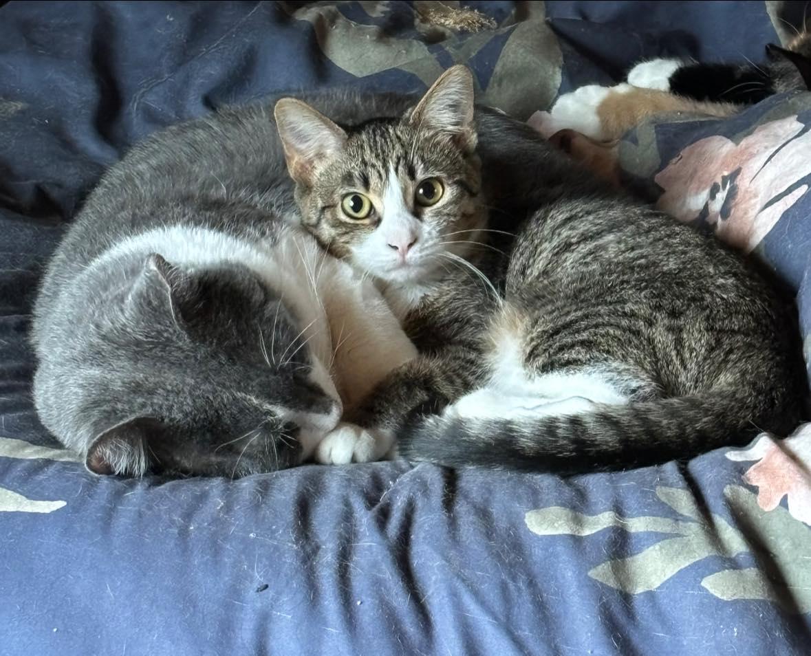 Enlarge George & Snickerdoodle, a Adoptable Tabby in Independence, OH image 1/1
