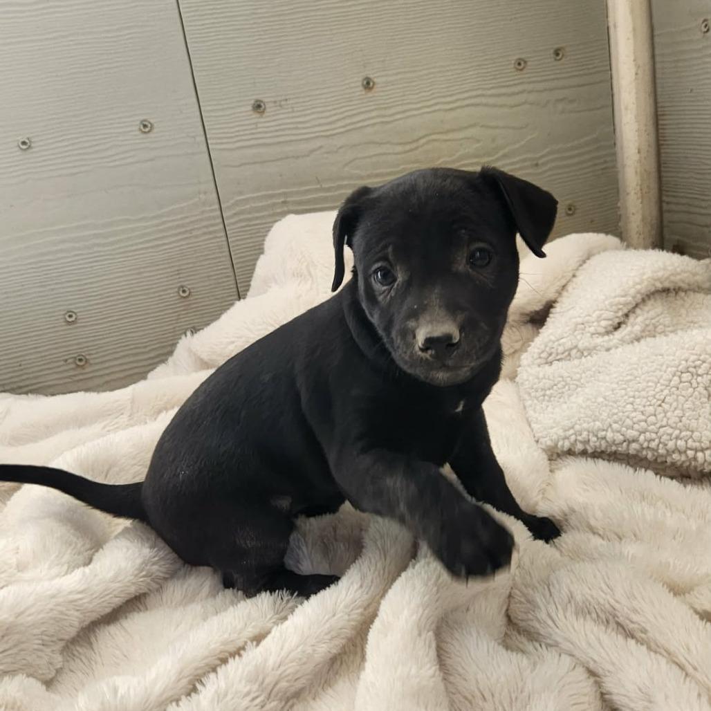 Dot JuM — thumbnail 4