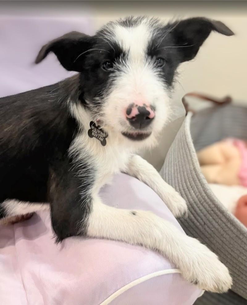 Cricket, ADOPTABLE, Puppy Female Border Collie & Pit Bull Terrier.