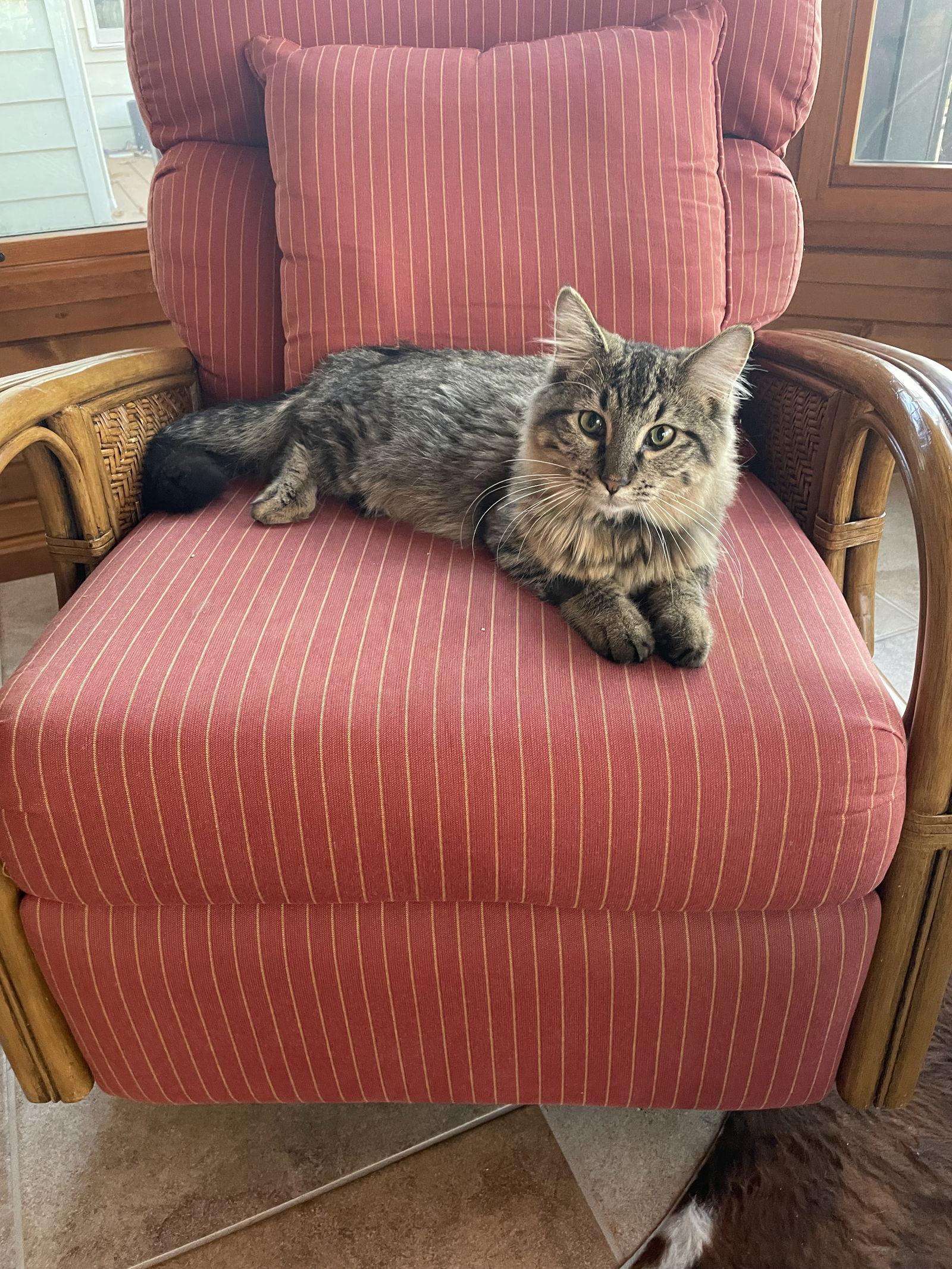 Texel, a Adopted Domestic Long Hair in Eureka, MO image 1/3