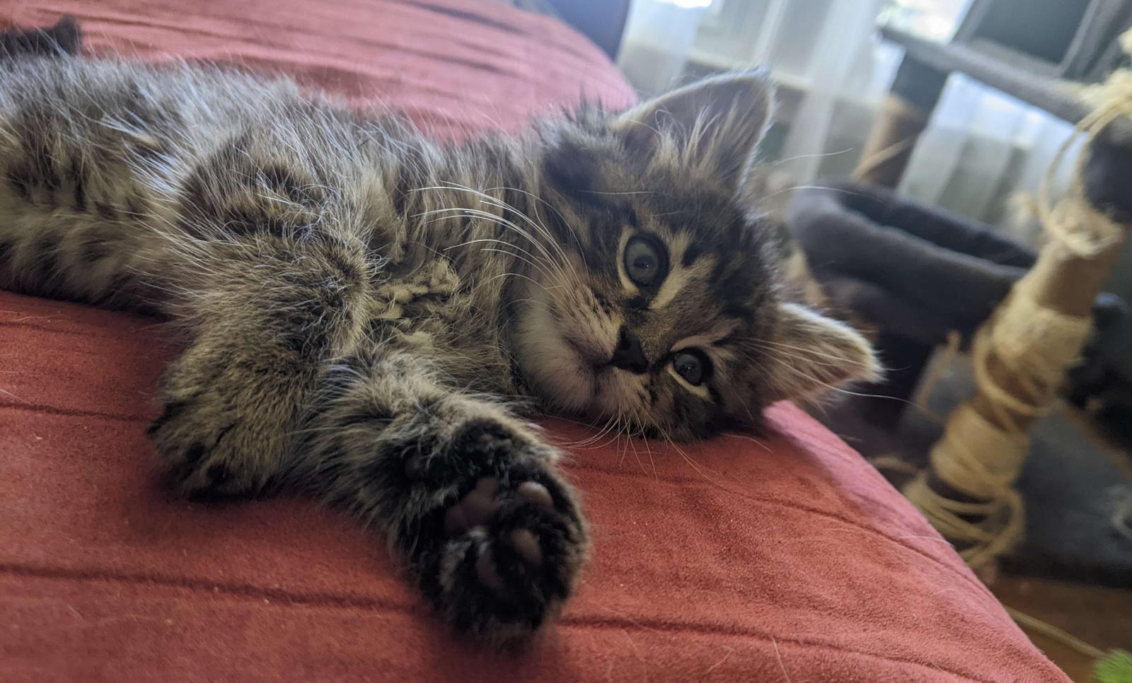 Texel, a Adopted Domestic Long Hair in Eureka, MO image 2/3