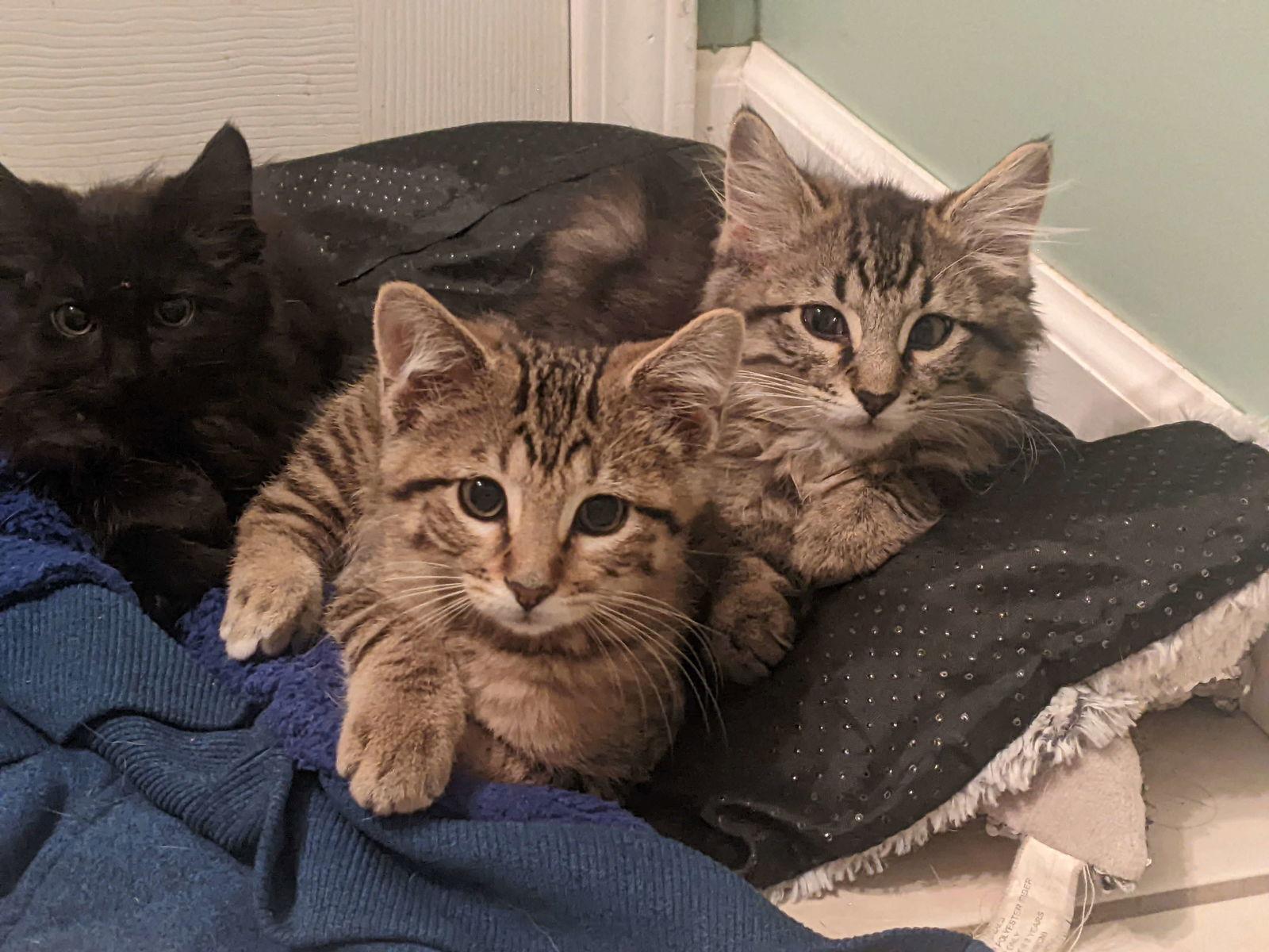 Texel, a Adopted Domestic Long Hair in Eureka, MO image 3/3