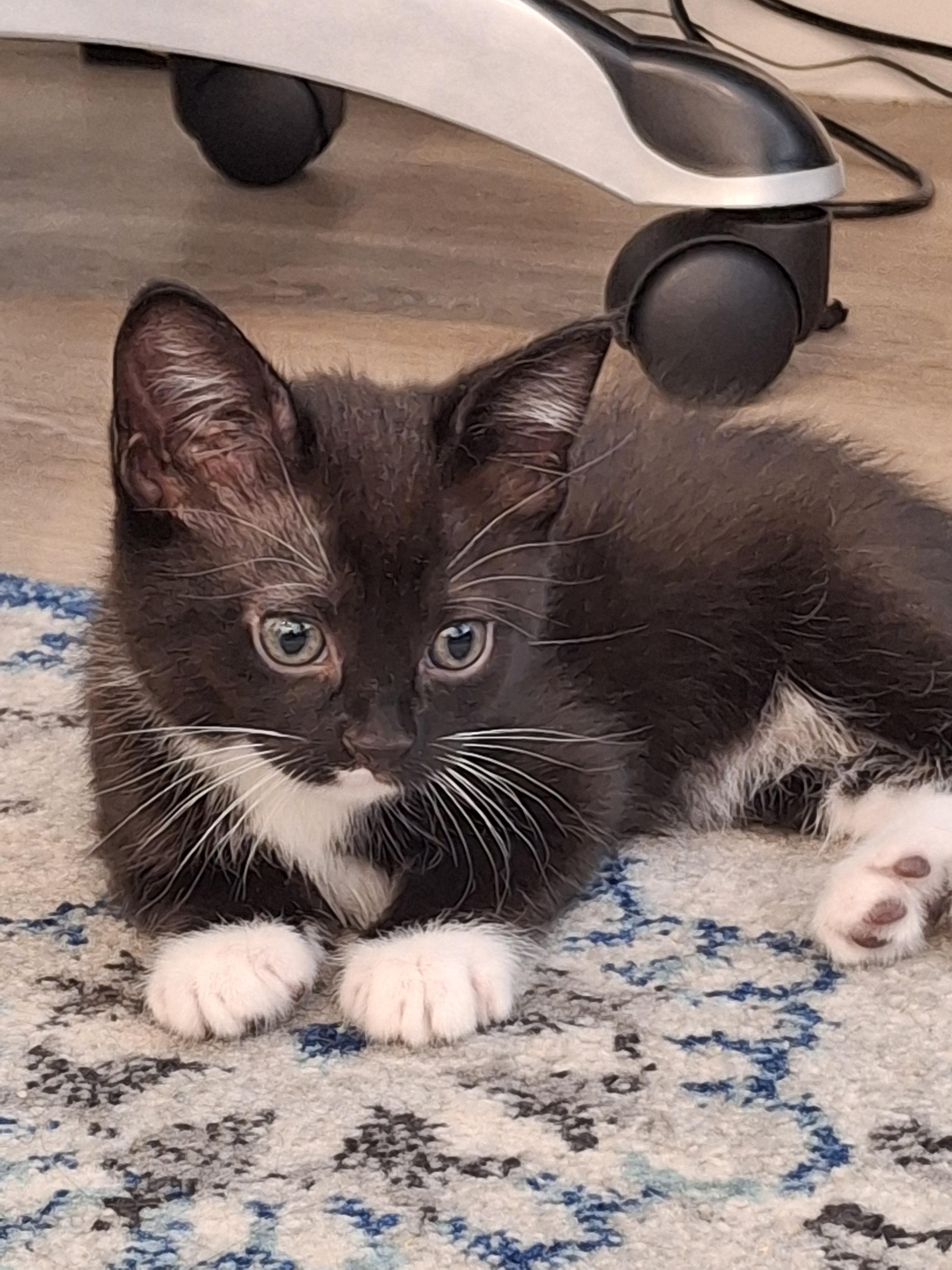 Enlarge Rhaegal, a Adoptable Domestic Short Hair in Fruit Heights, UT image 1/2