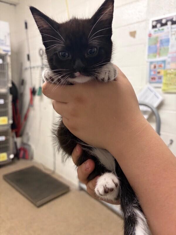 Enlarge Rhaegal, a Adoptable Domestic Short Hair in Fruit Heights, UT image 2/2