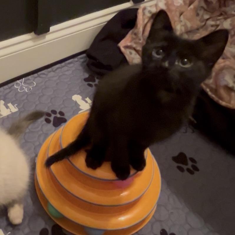 Enlarge Typing... (TY), a Adoptable Domestic Short Hair in Cartersville, GA image 1/6