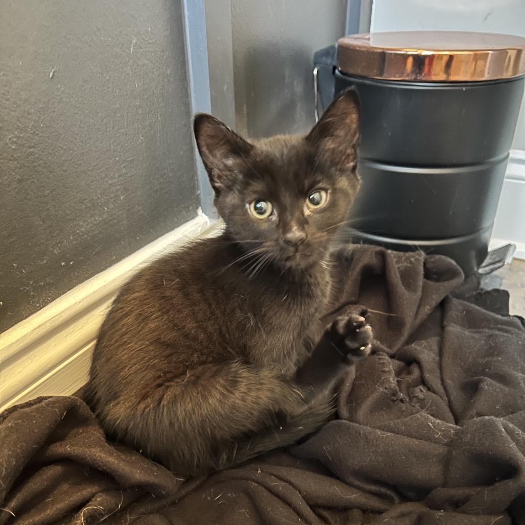 Enlarge Typing... (TY), a Adoptable Domestic Short Hair in Cartersville, GA image 2/6