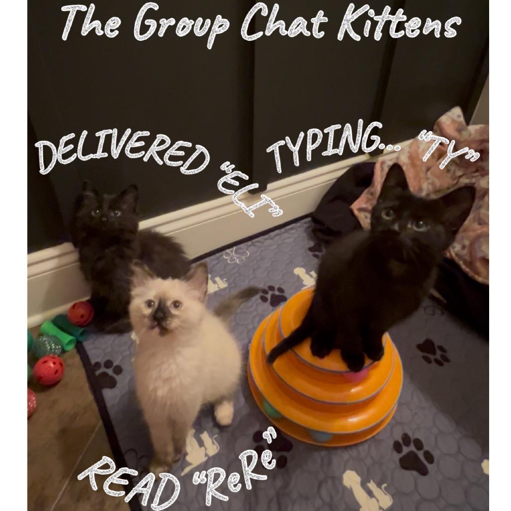 Enlarge Typing... (TY), a Adoptable Domestic Short Hair in Cartersville, GA image 3/6