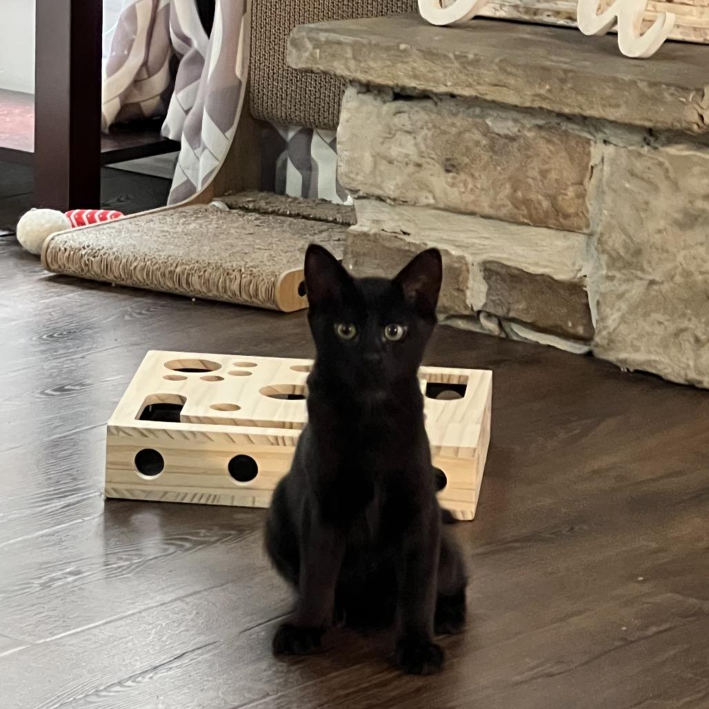 Enlarge Typing... (TY), a Adoptable Domestic Short Hair in Cartersville, GA image 4/6