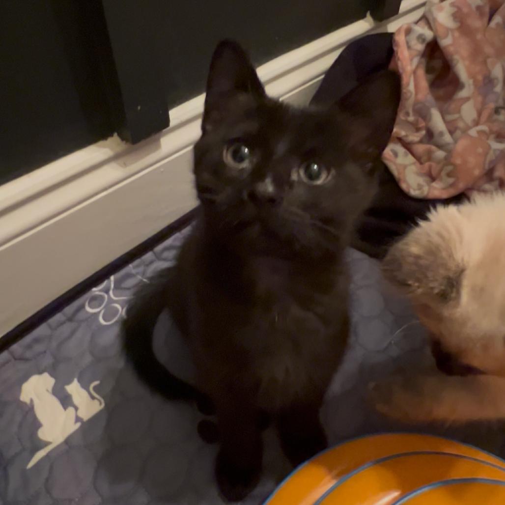 Enlarge Typing... (TY), a Adoptable Domestic Short Hair in Cartersville, GA image 5/6