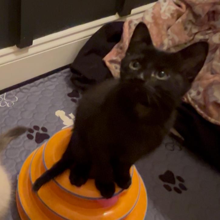 Enlarge Typing... (TY), a Adoptable Domestic Short Hair in Cartersville, GA image 6/6