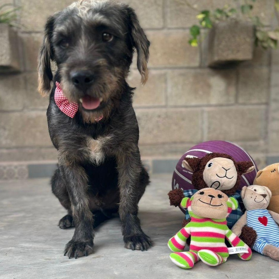 Enlarge Juan Machete, an adopted mixed breed in Edmonton, AB image 3/5