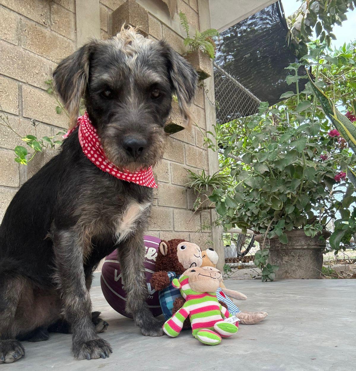 Enlarge Juan Machete, an adopted mixed breed in Edmonton, AB image 1/5