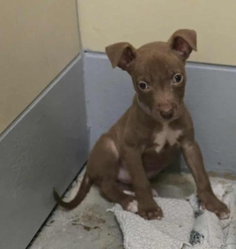 Sharon, Adoptable, Puppy Female Labrador Retriever & Miniature Pinscher.