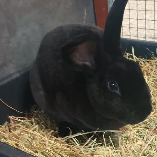 Rabbit for adoption - Marionberry, a Rex in Gig Harbor, WA | Petfinder