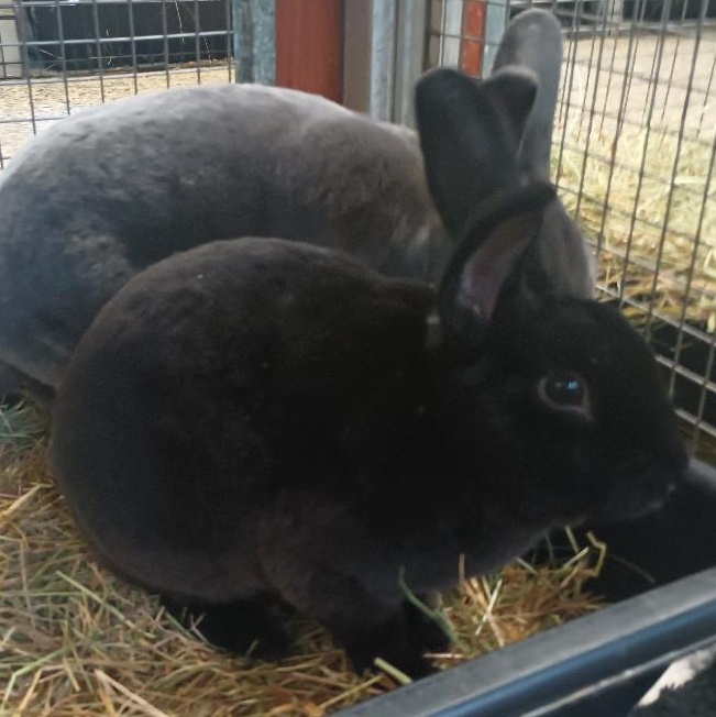 Enlarge Marionberry, a Adoptable Rex in Gig Harbor, WA image 2/2