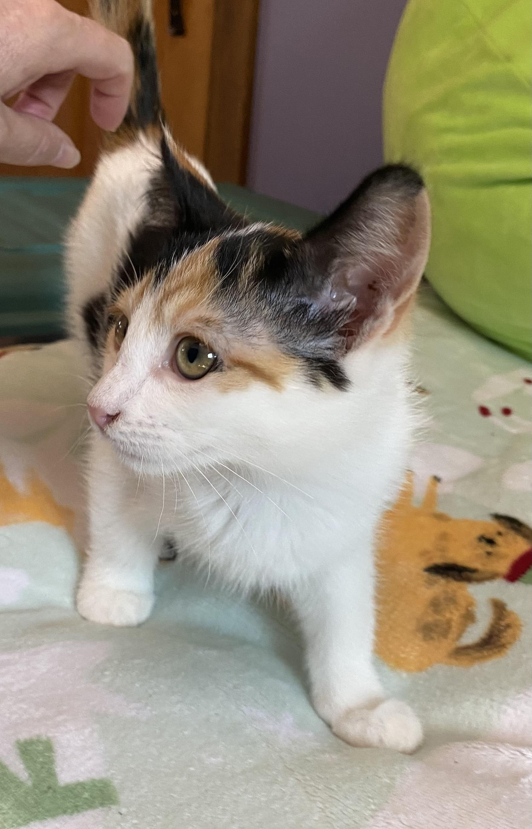 Cashew, a ADOPTABLE Domestic Short Hair in Port Washington, WI image 2/3