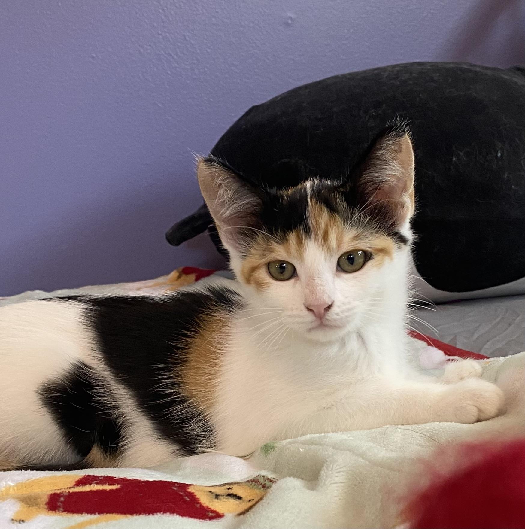 Cashew, ADOPTABLE, Kitten Female Domestic Short Hair.