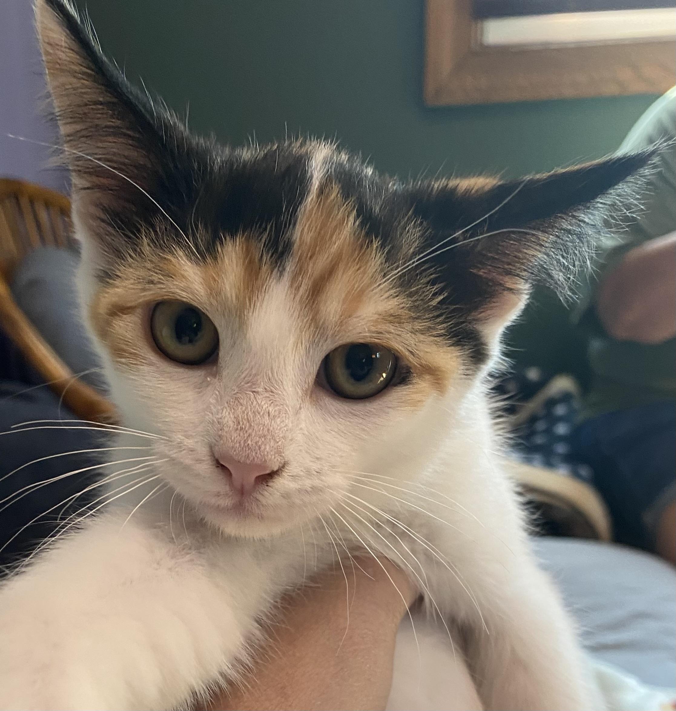 Cashew, a ADOPTABLE Domestic Short Hair in Port Washington, WI image 3/3