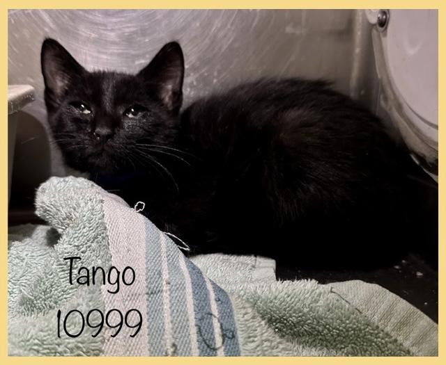 Tango is a sweet 3 month old kitten who is looking for his forever home He was found while out