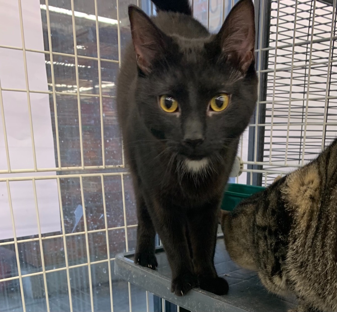 Sassy, a Adoptable mixed breed in Covington, KY image 1/2