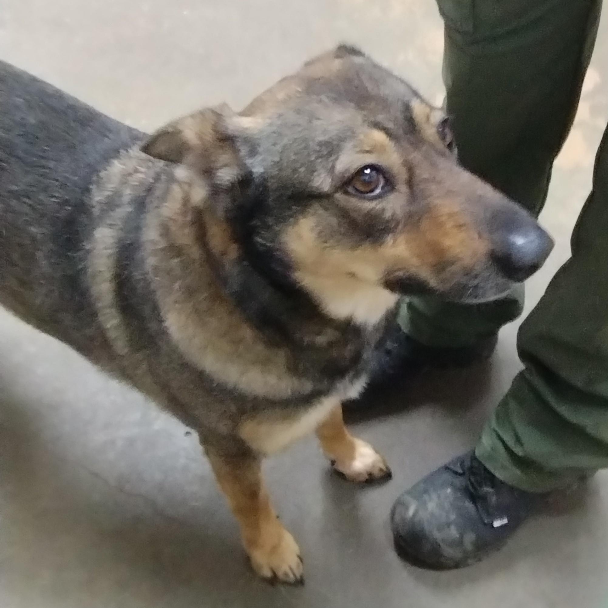 25-120 Available 10-15-25, a Adoptable mixed breed in Carrollton, OH image 4/4