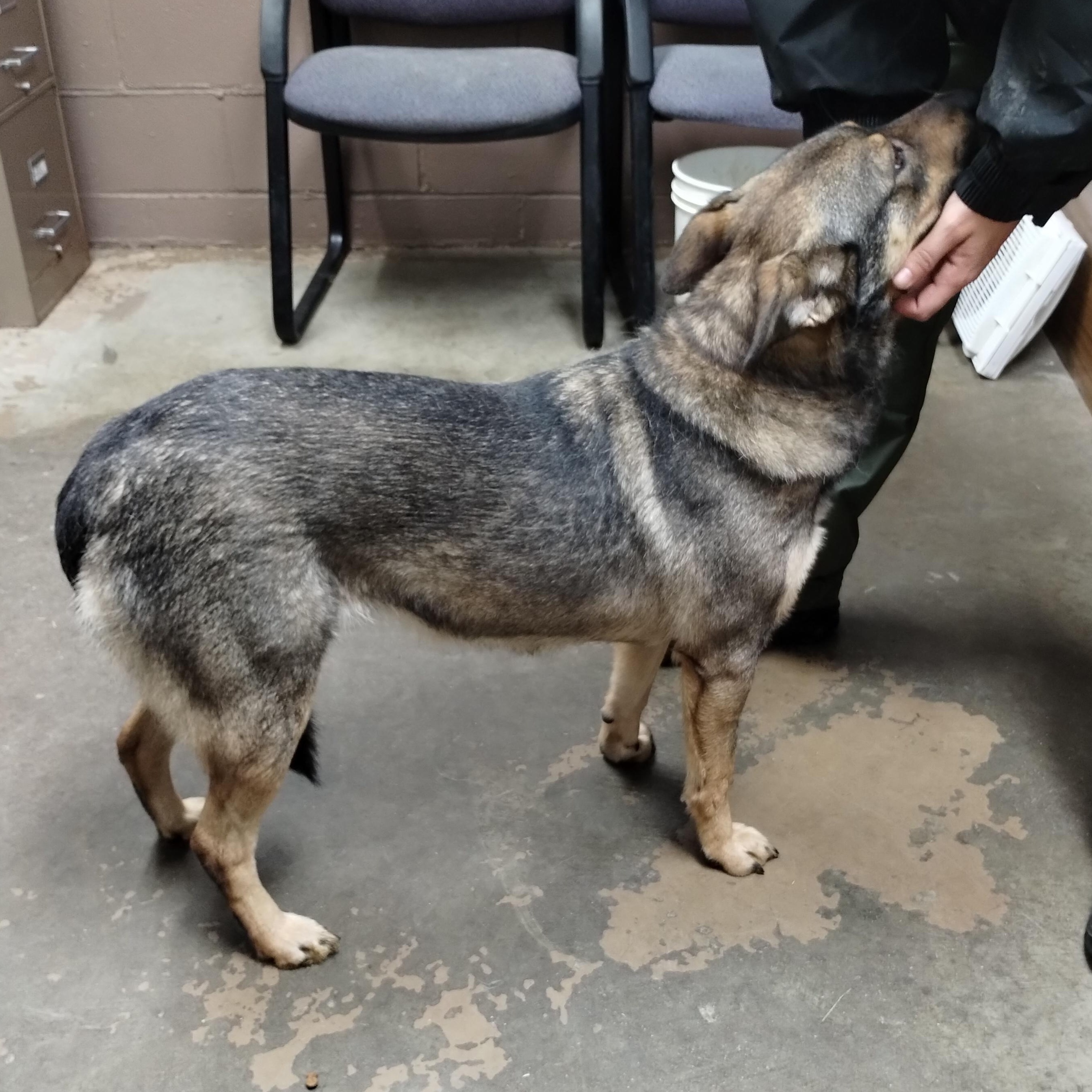 25-120 Available 10-15-25, a Adoptable mixed breed in Carrollton, OH image 2/4