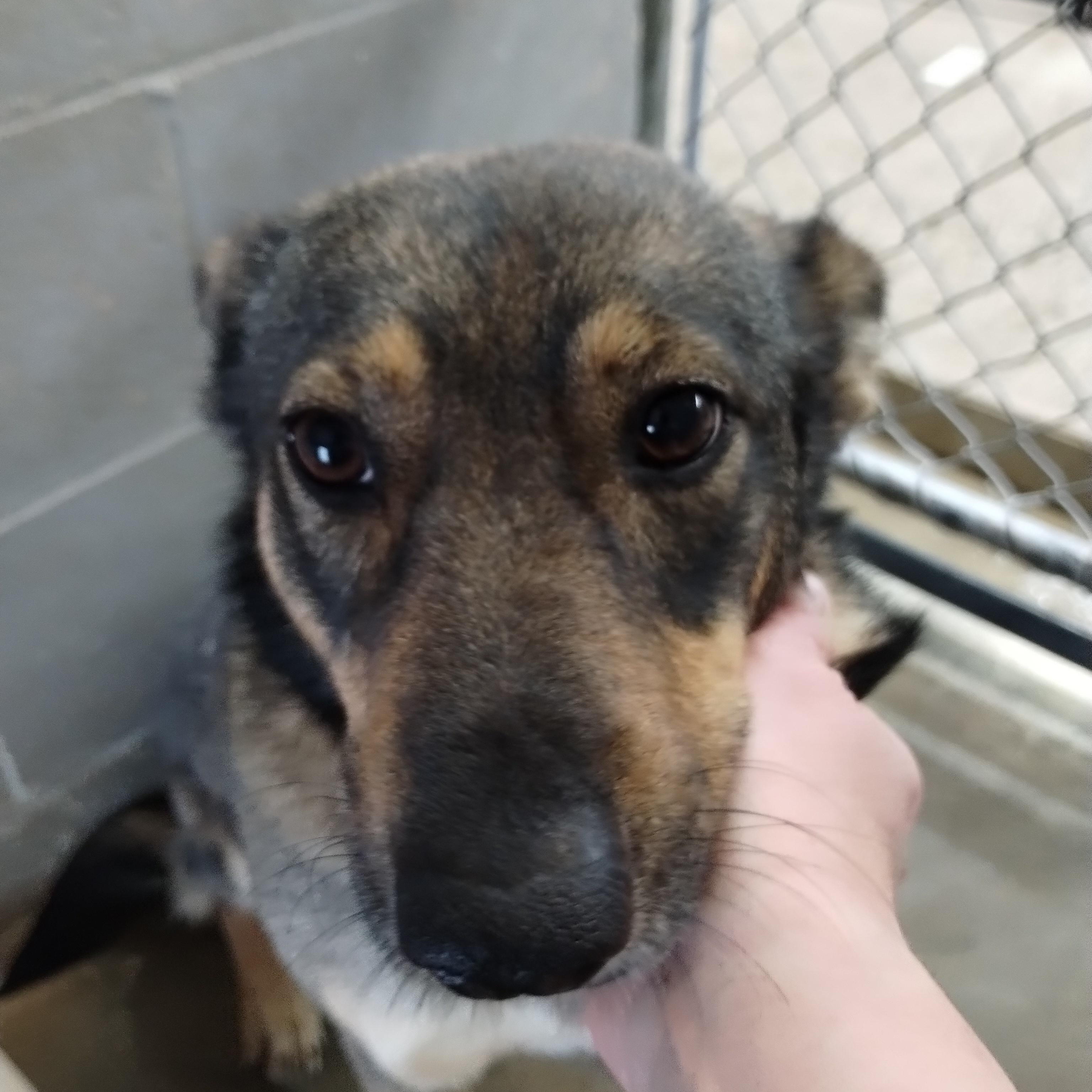 25-120 Available 10-15-25, Adoptable, Adult Female German Shepherd Dog & Australian Cattle Dog / Blue Heeler.