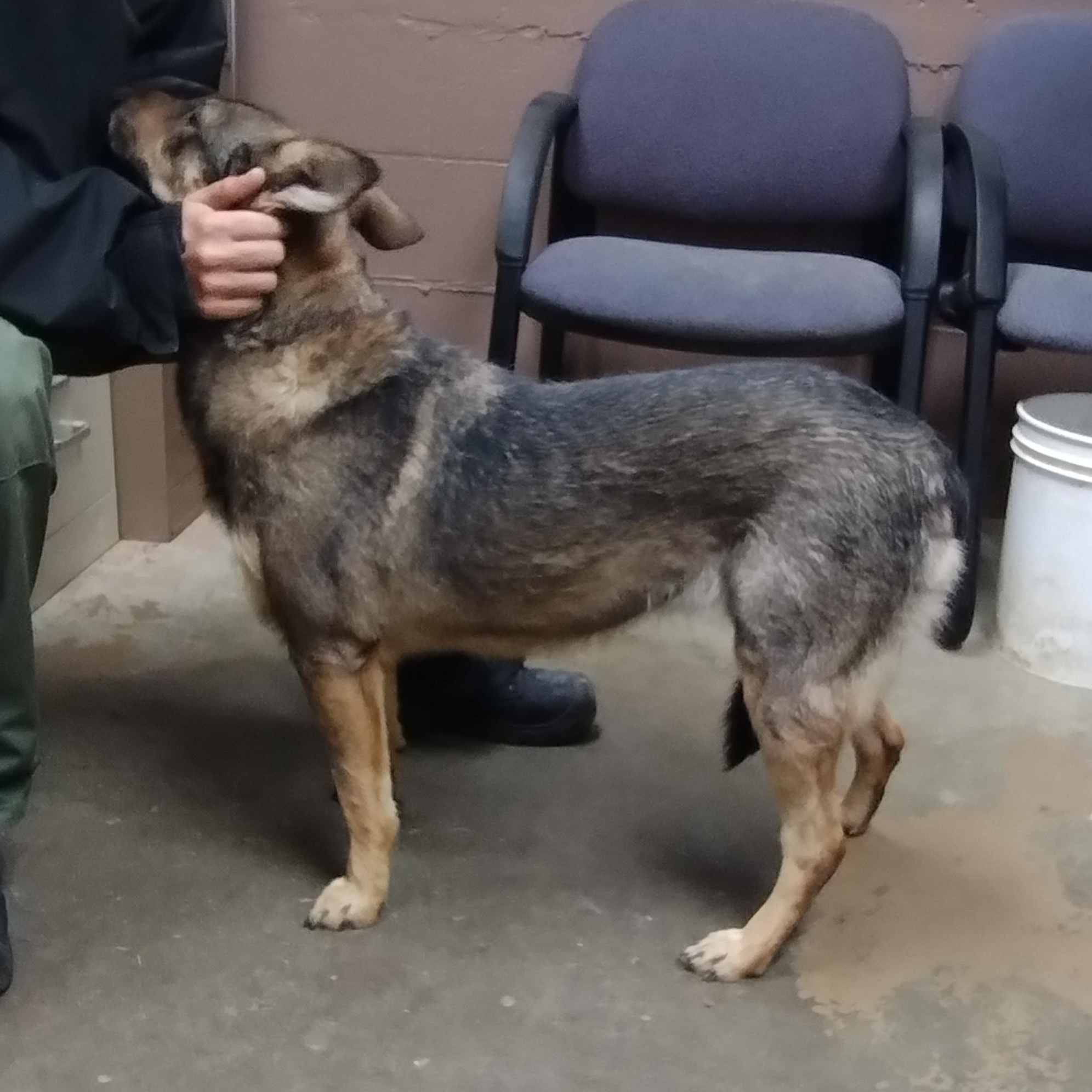 25-120 Available 10-15-25, a Adoptable mixed breed in Carrollton, OH image 3/4