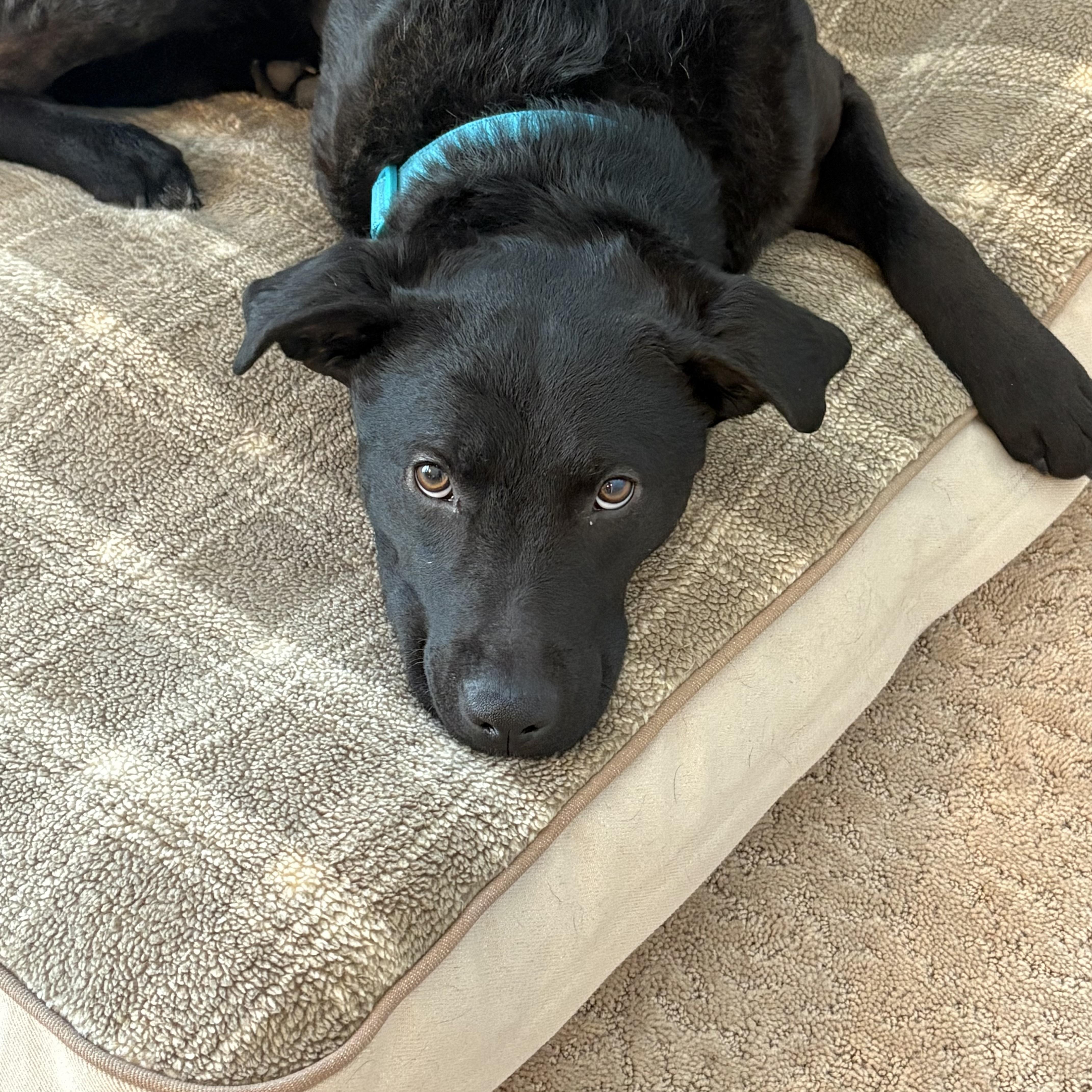 Enlarge Champ, an adopted mixed breed in Prior Lake, MN image 5/6