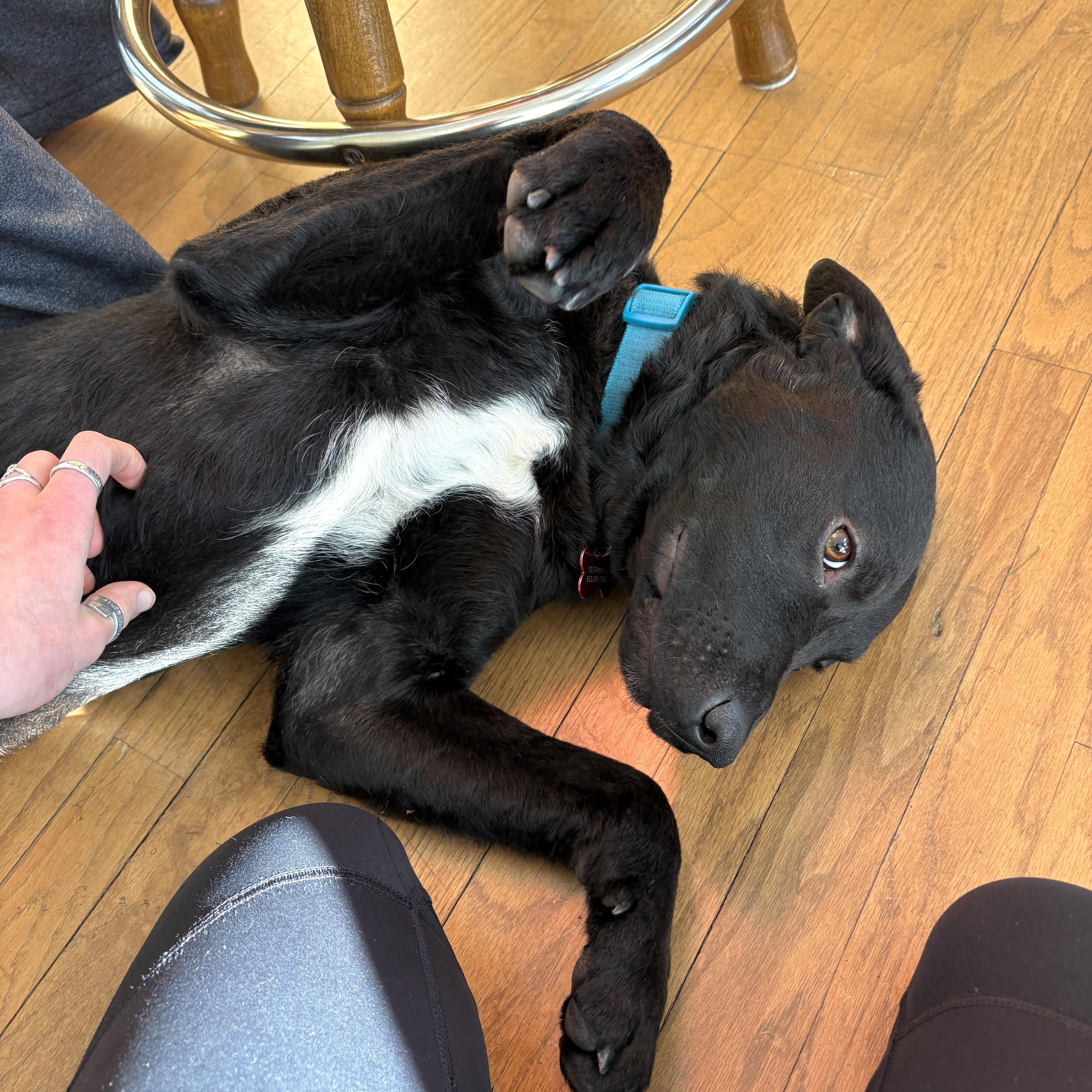 Enlarge Champ, an adopted mixed breed in Prior Lake, MN image 3/6