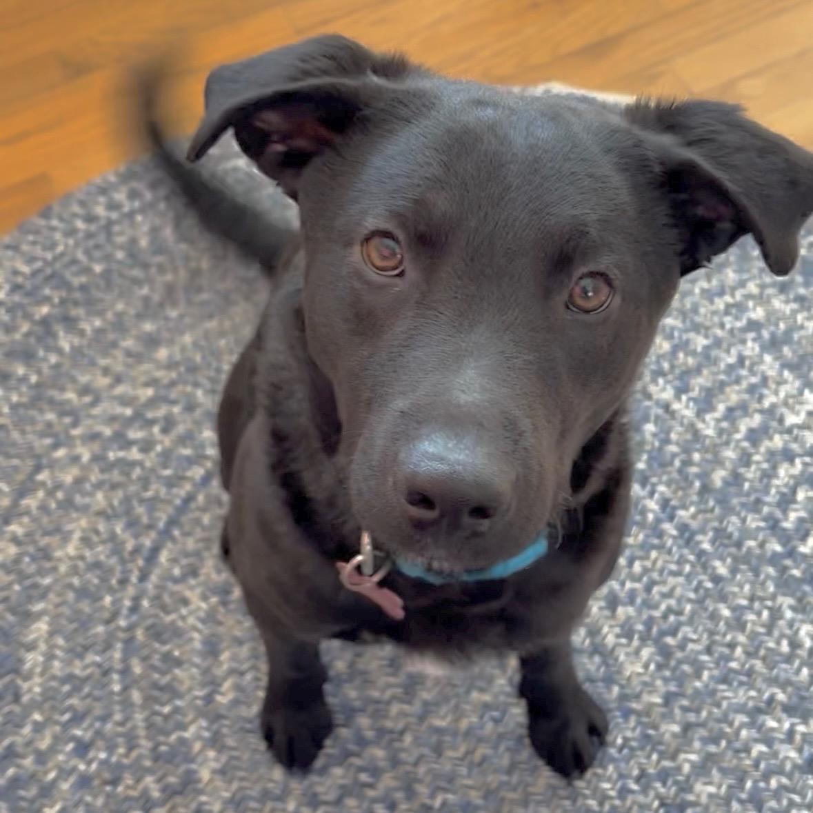 Champ, adopted, Young Male Black Labrador Retriever & Mixed Breed.
