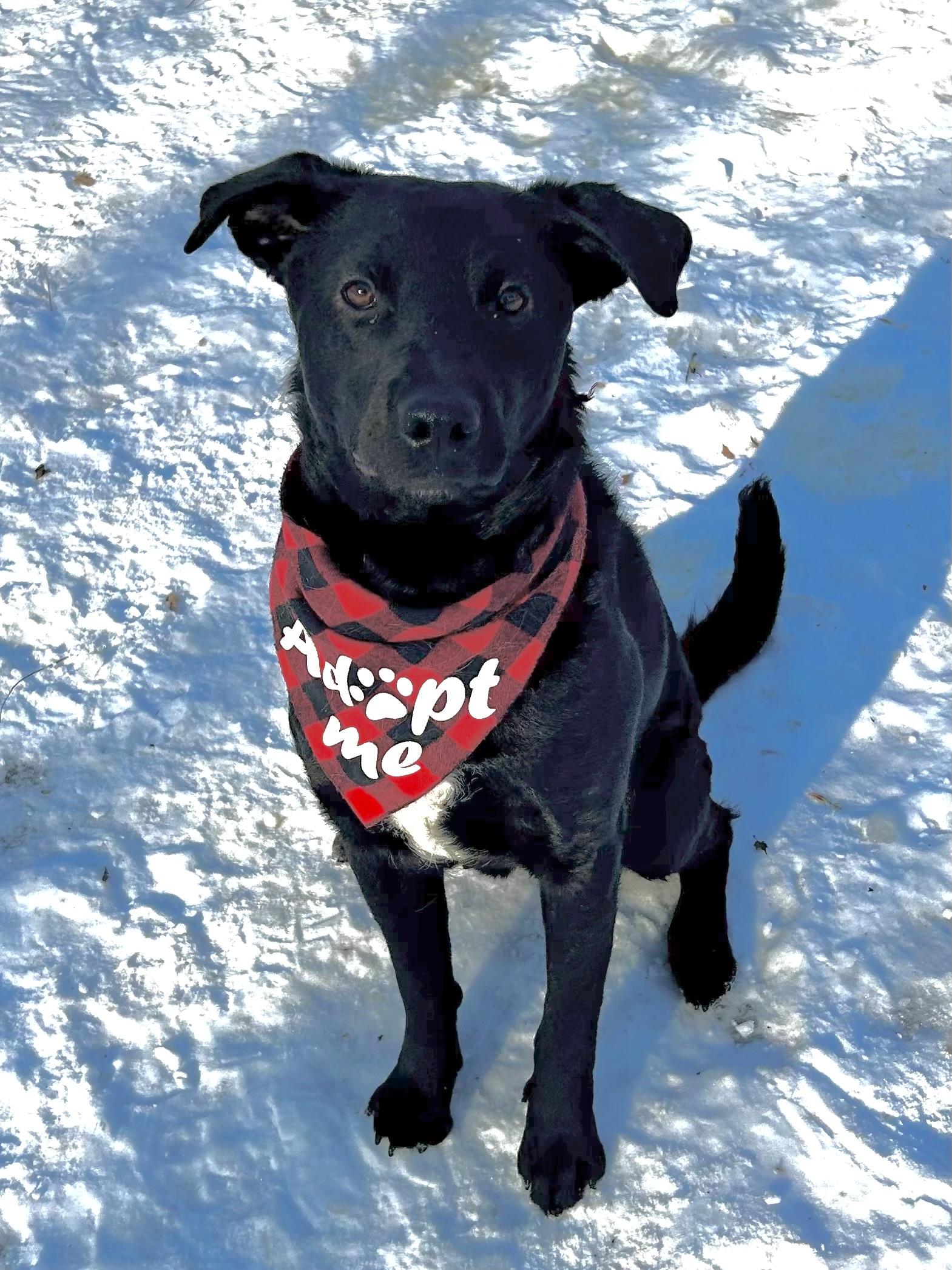 Enlarge Champ, an adopted mixed breed in Prior Lake, MN image 2/6