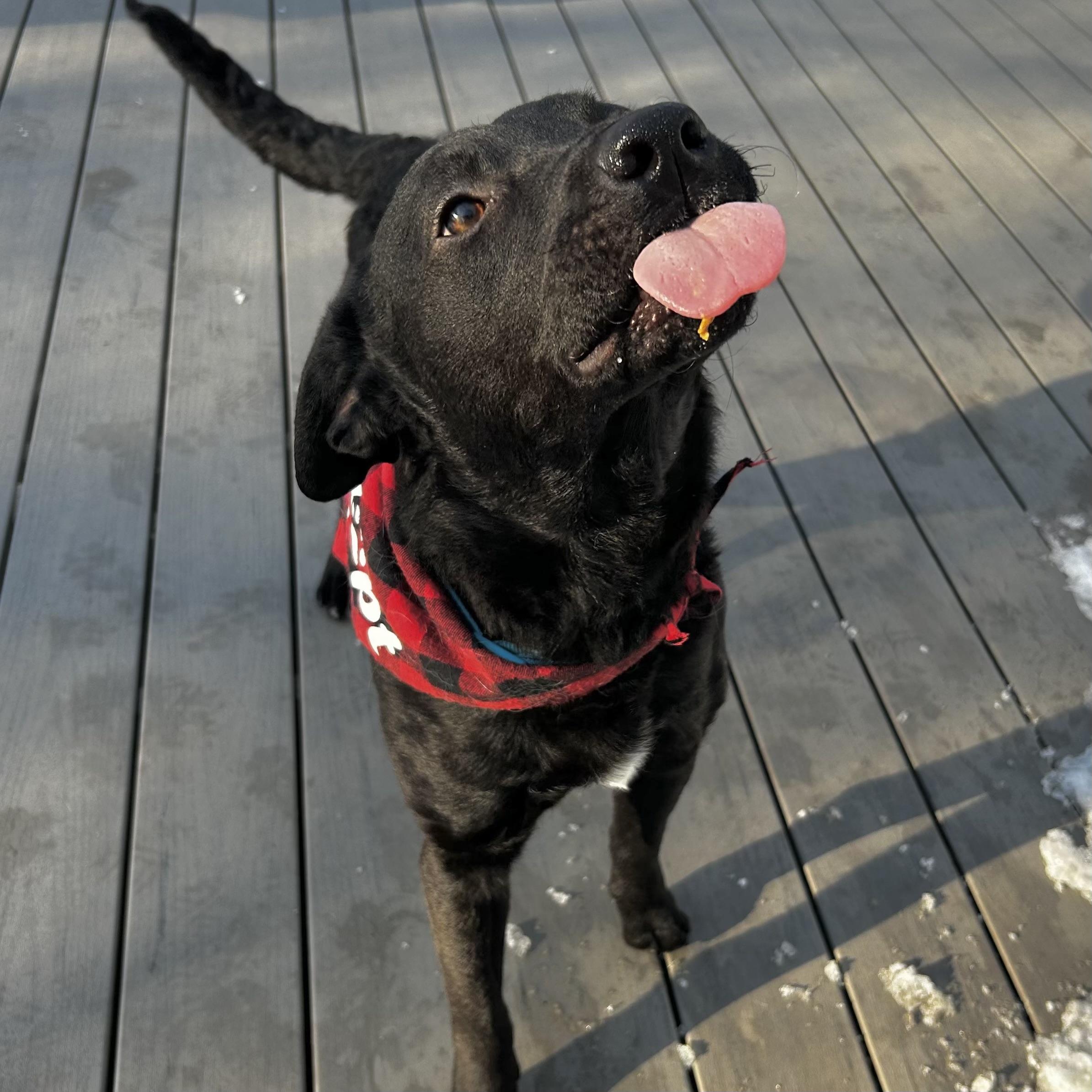 Enlarge Champ, an adopted mixed breed in Prior Lake, MN image 6/6