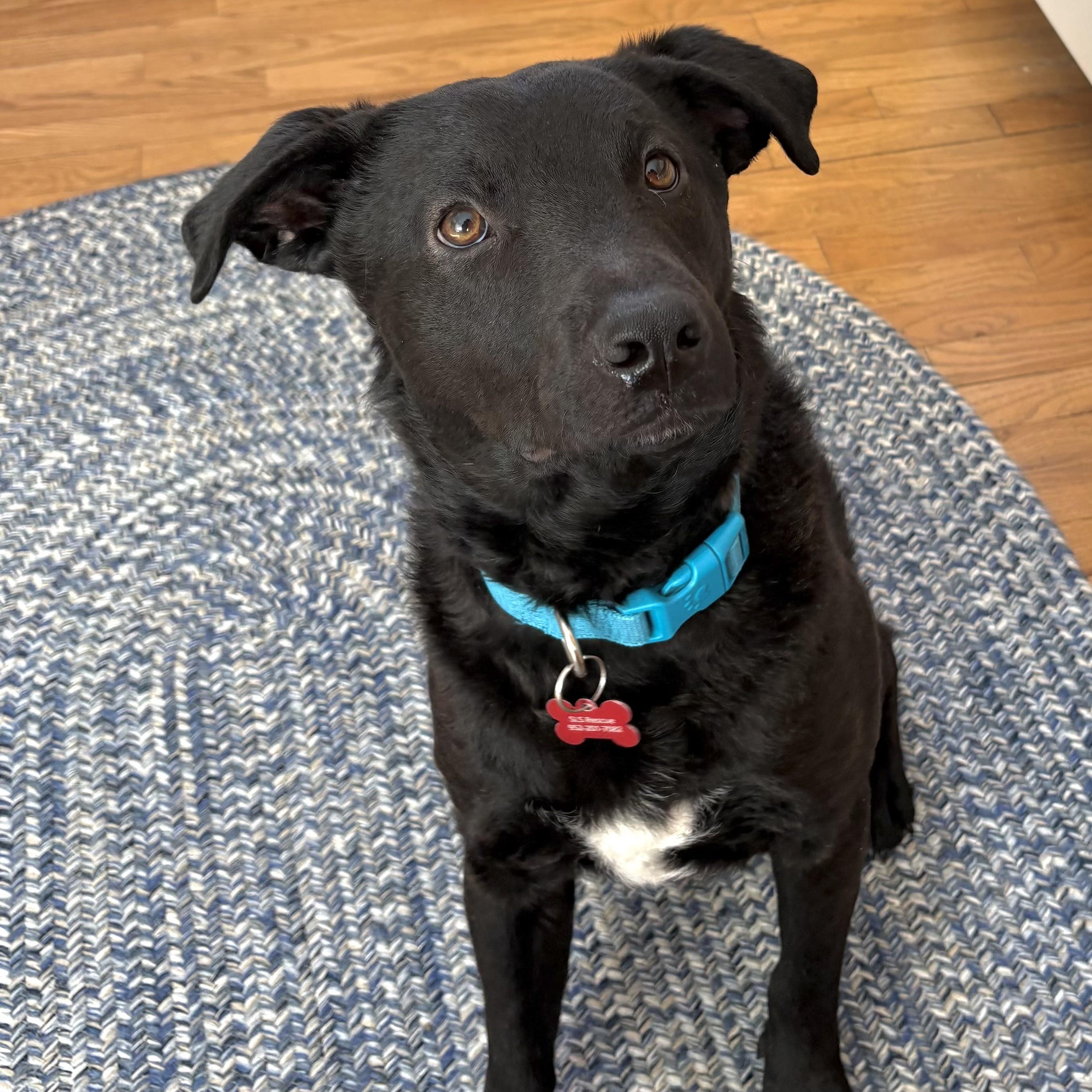 Enlarge Champ, an adopted mixed breed in Prior Lake, MN image 4/6