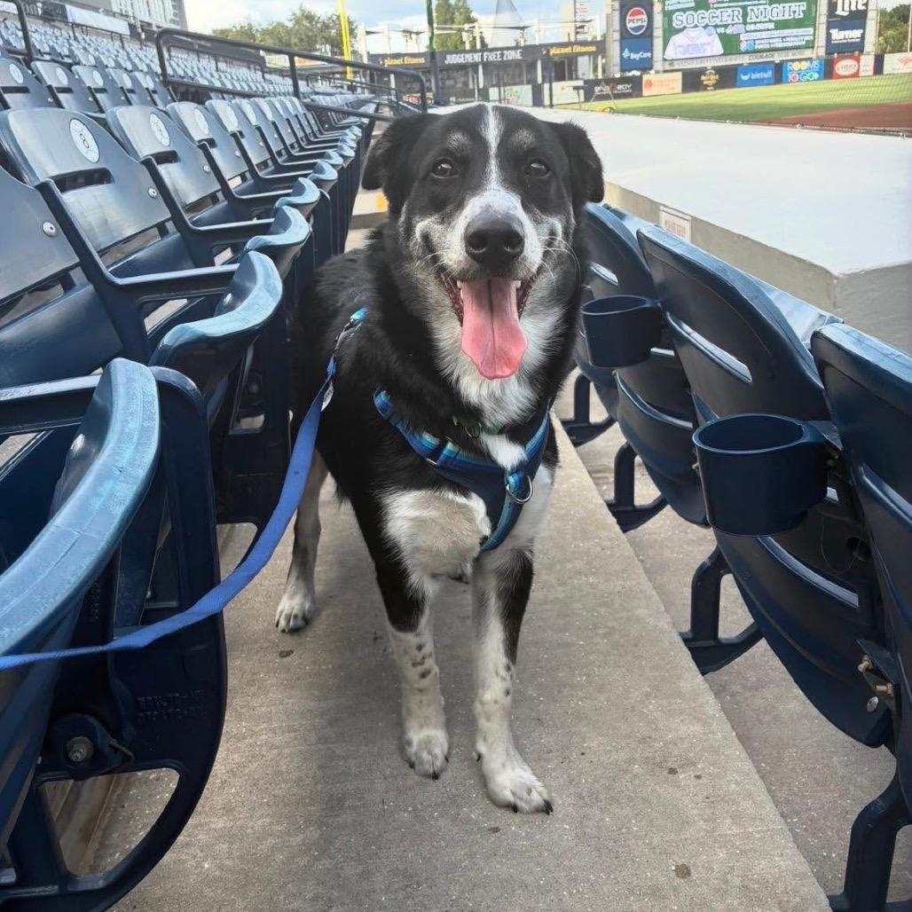 Enlarge Zorro, a Adoptable mixed breed in Tampa, FL image 1/6