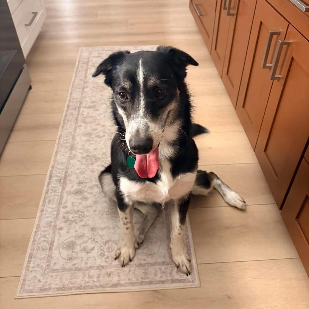 Enlarge Zorro, a Adoptable mixed breed in Tampa, FL image 2/6