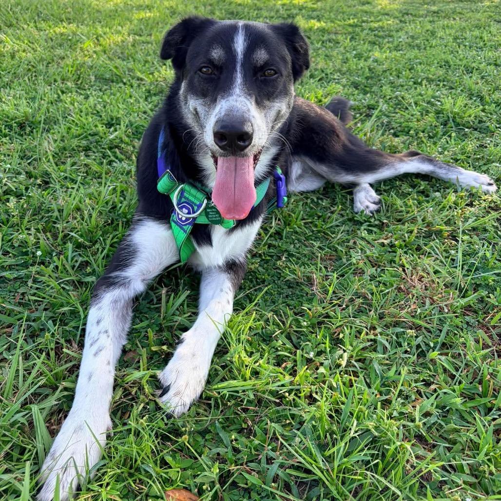 Enlarge Zorro, a Adoptable mixed breed in Tampa, FL image 3/6