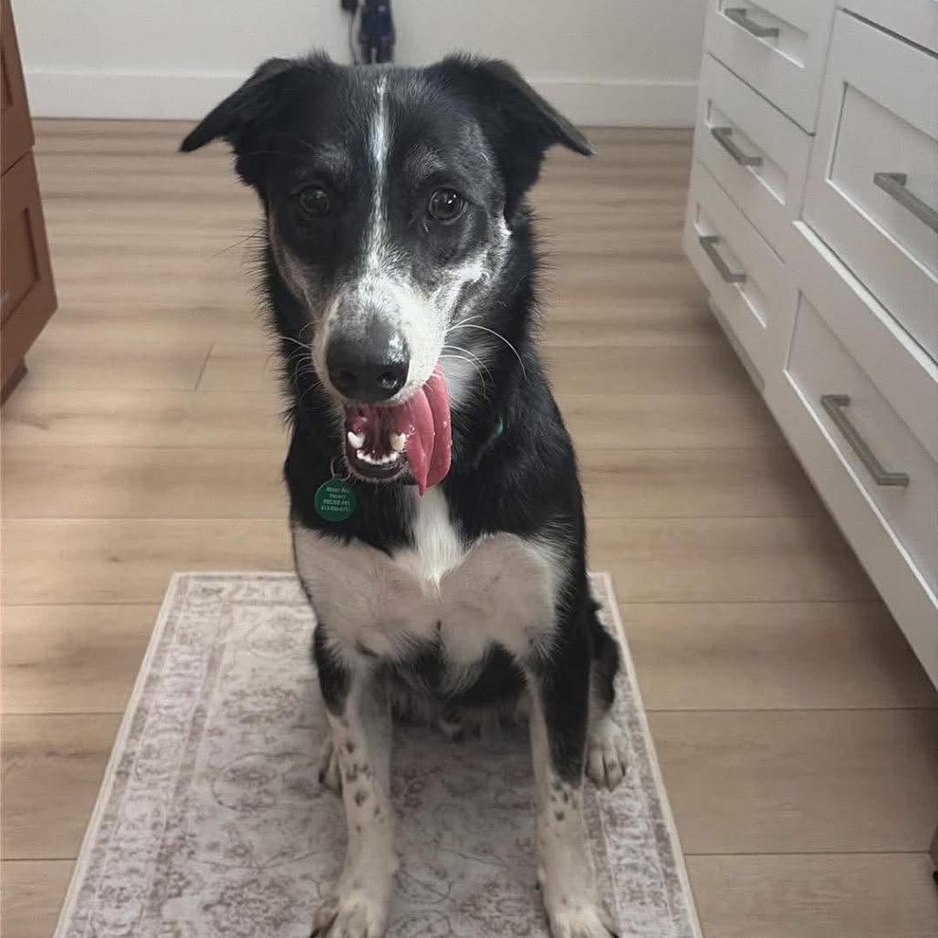 Enlarge Zorro, a Adoptable mixed breed in Tampa, FL image 5/6