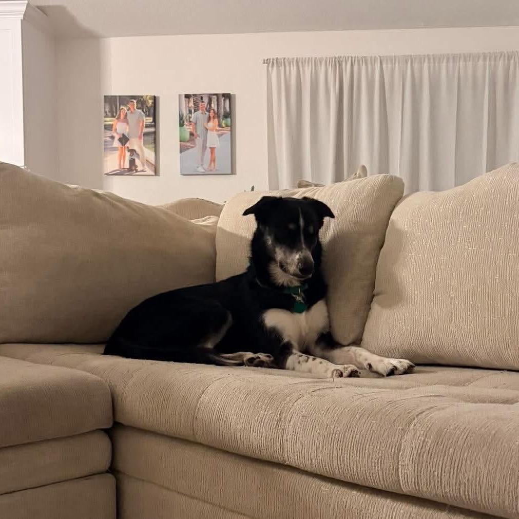 Enlarge Zorro, a Adoptable mixed breed in Tampa, FL image 6/6