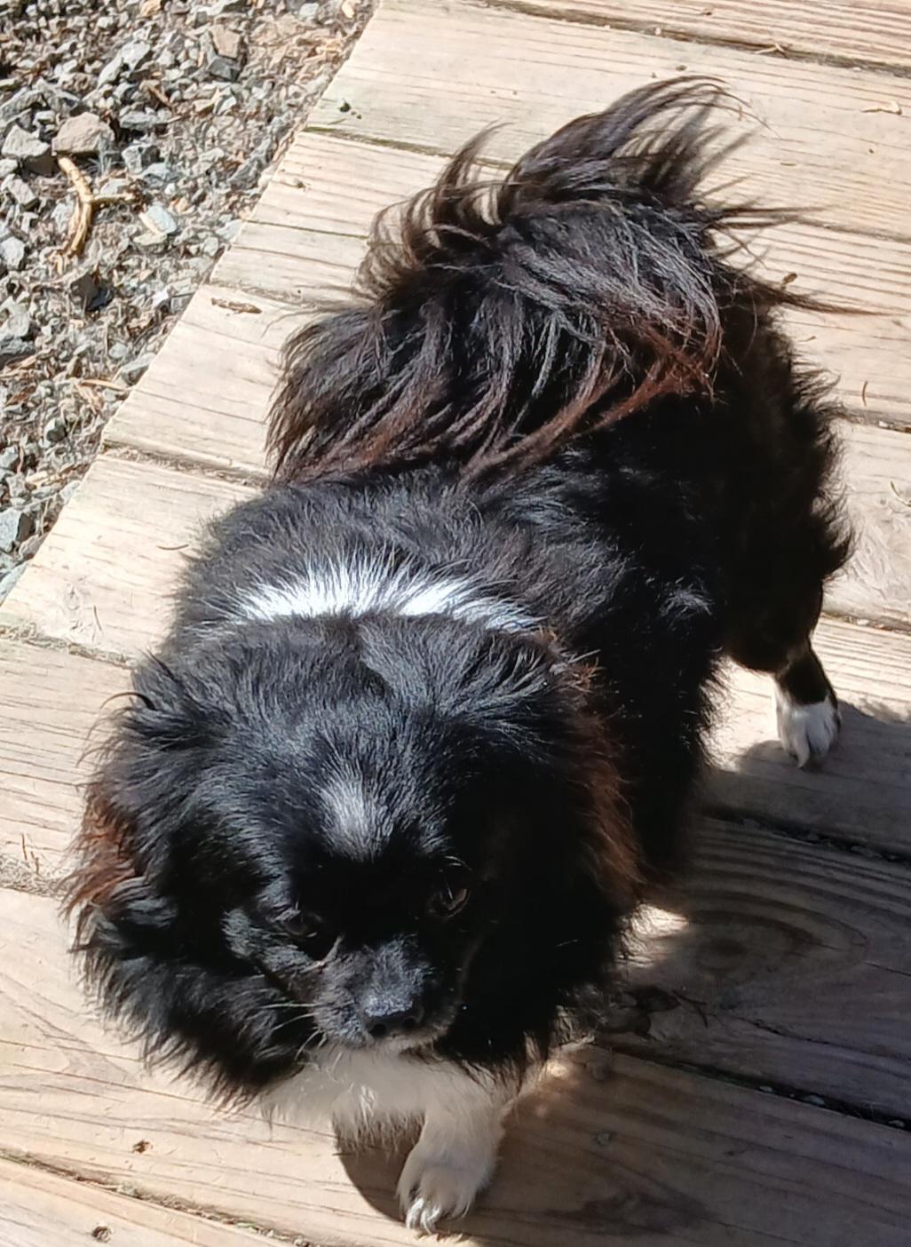 Enlarge Fred, a ADOPTABLE mixed breed in Gardiner, NY image 3/6