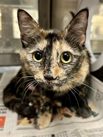 Enlarge Kaleidoscope, a Adoptable mixed breed in Wichita, KS image 1/2