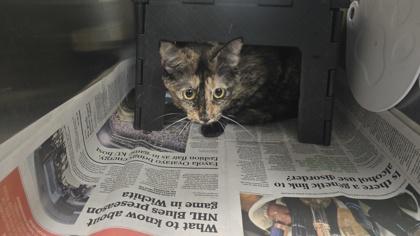 Enlarge Kaleidoscope, a Adoptable mixed breed in Wichita, KS image 2/2